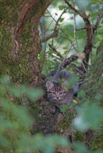 Puits Enfer chat matin 130816 56 chat entier arbre