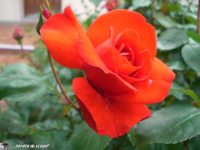 Rosier 'Plein soleil'
