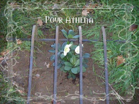 pour athéna