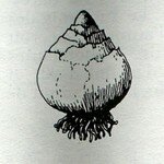 Bulbe_de_Jacinthe