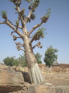 baobab sous le vent DOGONS Mali