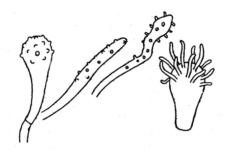 Joss fig 60