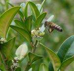 abeille cherchant du pollen de buis