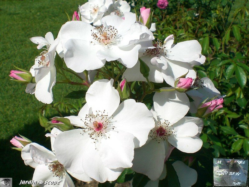 Rose du concours 