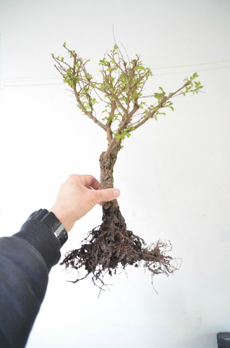 Orme du Japon Nire Japanese Elm Nire Opale Bonsaï