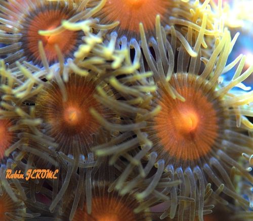 zoanthusweb