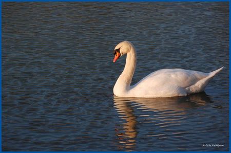 Cygne