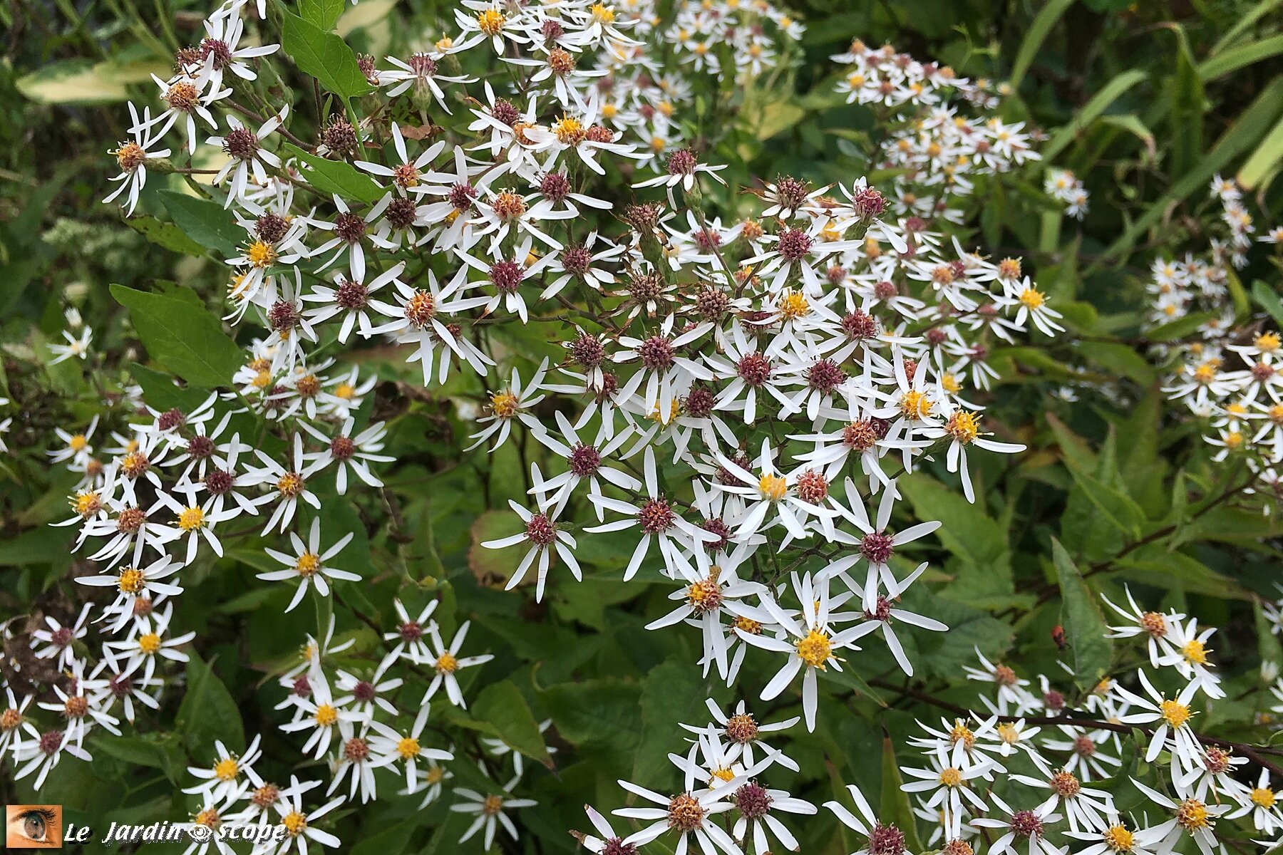 Aster divariqué • Aster Divaricatus