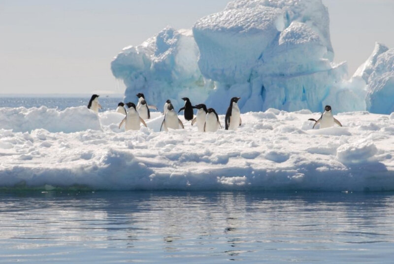 341 K°Antartique et pingouins