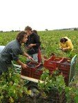 Vendanges_Aloha_06_010