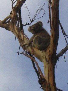 Koalas__4_