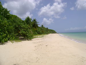 12___plage_Anse_Canot__1_