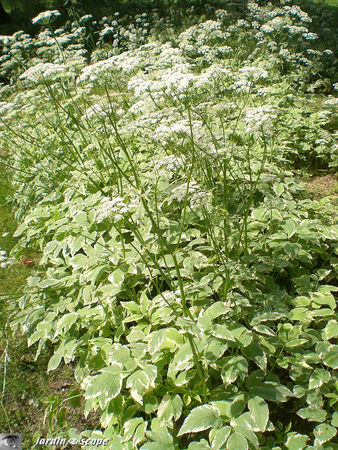 Aegopodium_variegata