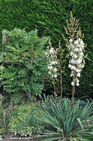 Yucca-filamentosa