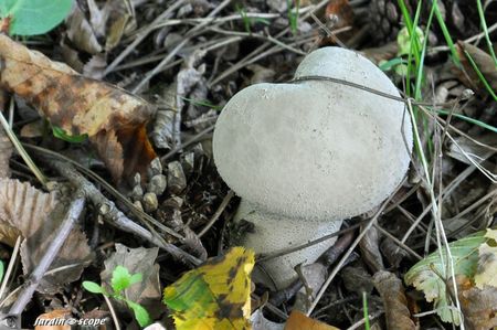Vesse-de-loup perlée • Lycoperdon perlatum