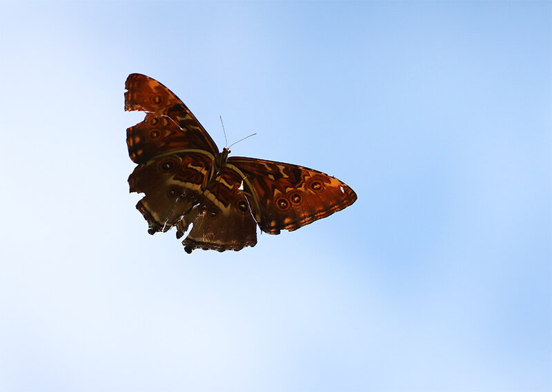 Morpho hecuba hecuba