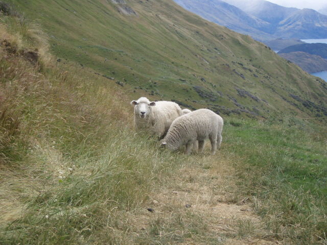 sheep
