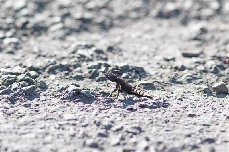 Insecte staphylin route gravillons 220921 4