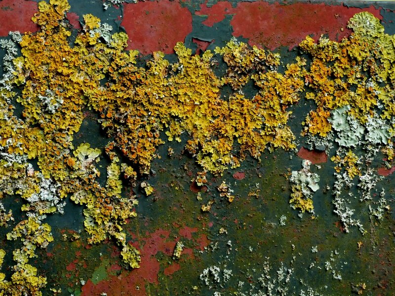 Couleur d'automne 7