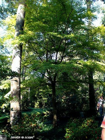 7406_Arbre_magnifique