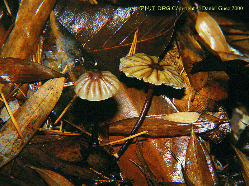 Marasmius purpureostriatus DRG_2000 CR