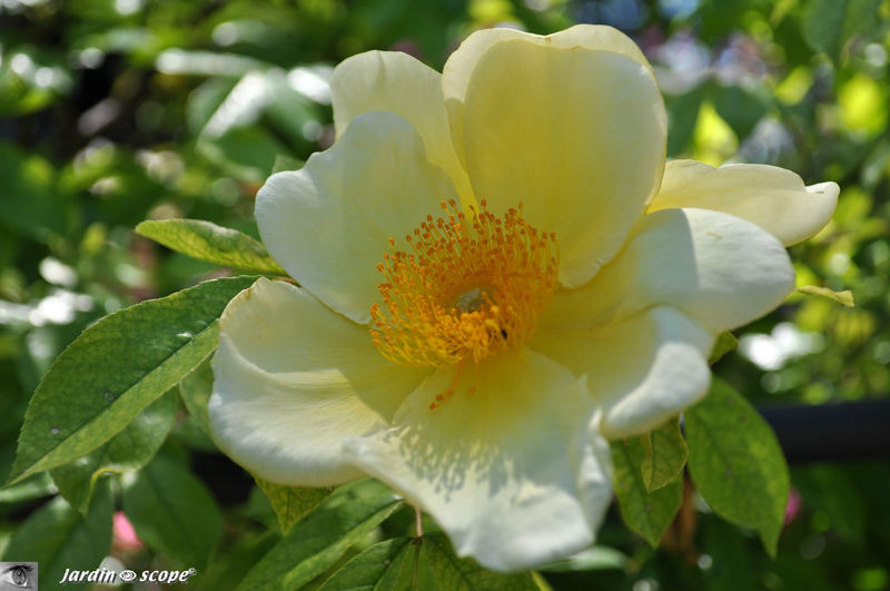 Roses blanc-crème très parfumées (nom inconnu)
