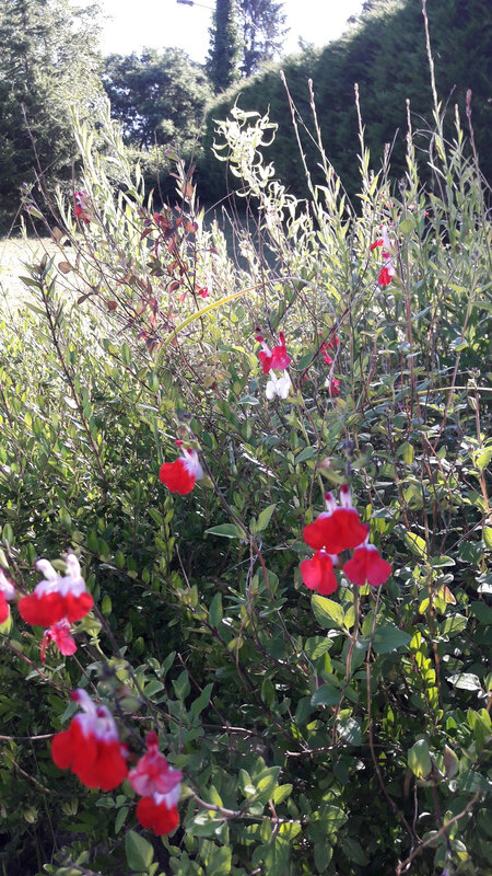 Sauge rouge et blanche 0