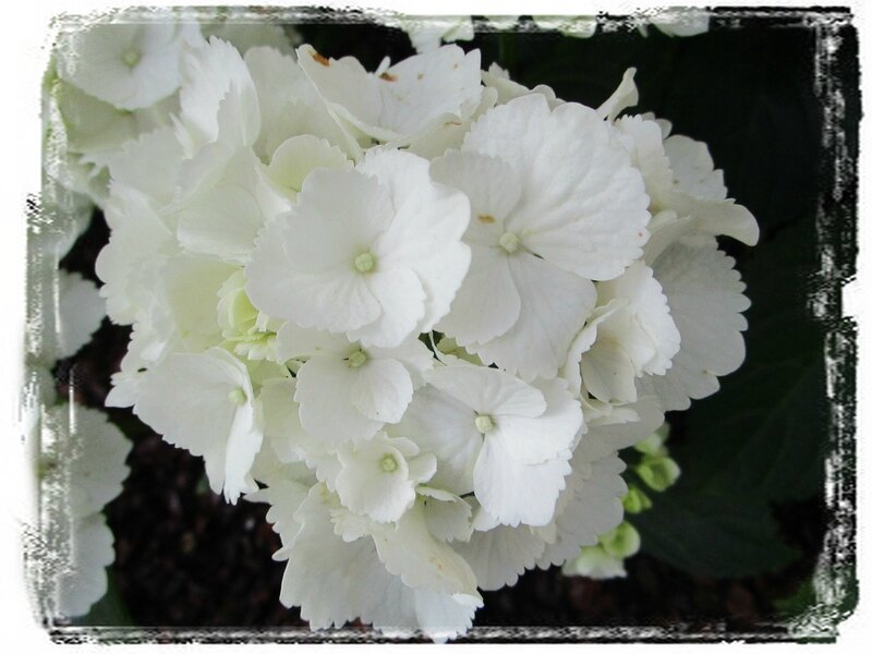 Hortensia