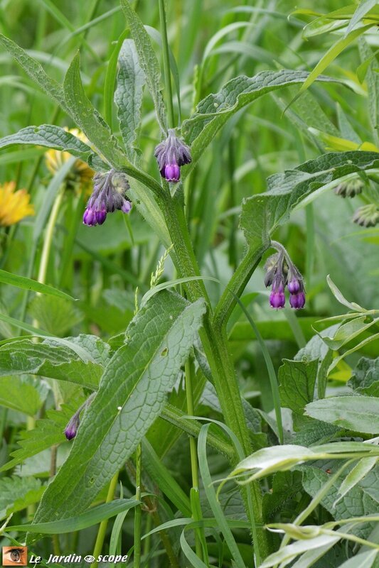 Consoude officinale • Symphytum officinale