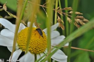 Jardin-François-0051