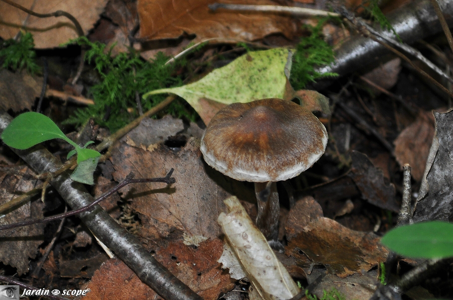 Cortinaire flexipes var. flabellus • Cortinarius flexipes var. flabellus