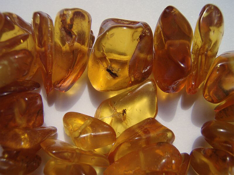 799px-Insects_in_baltic_amber