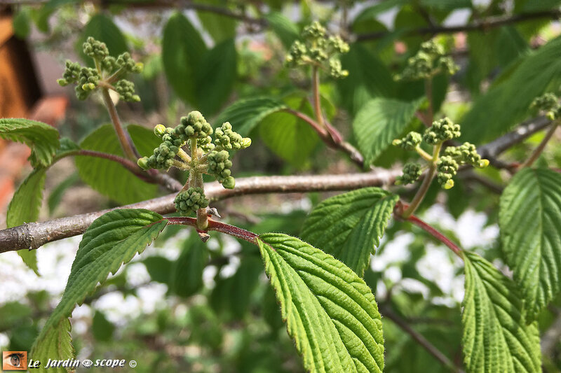 Viburnum plicatum Mariesii