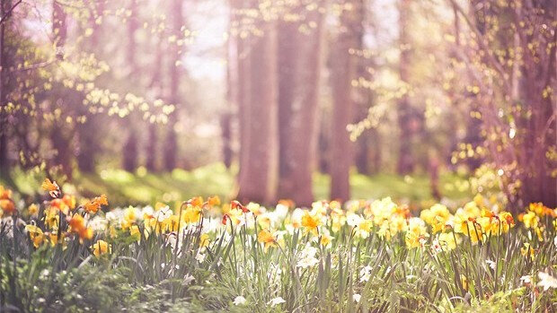 spring dandelion