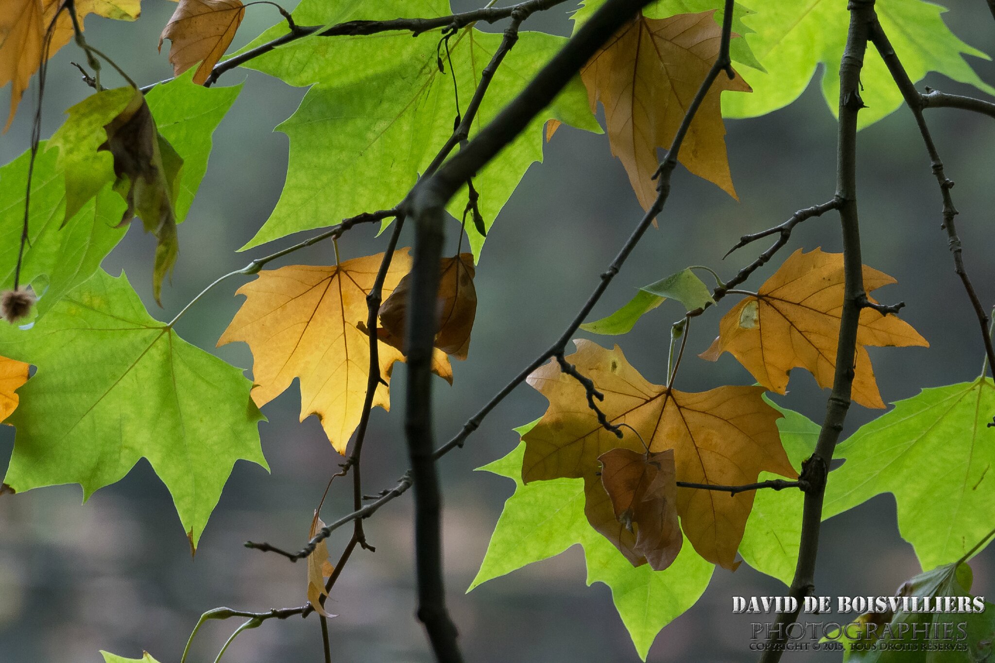 2015-10-15_DSC_5419_NIKON D7100_ISO 1600_350 mm_150