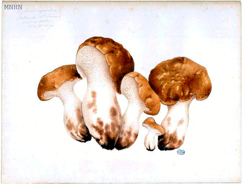 98 Hydnum repandum