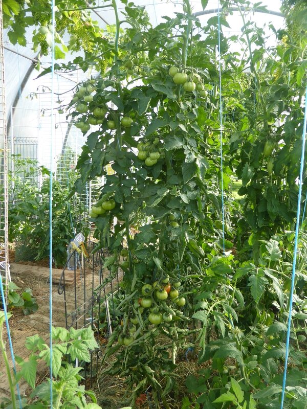 21-tomates (6)
