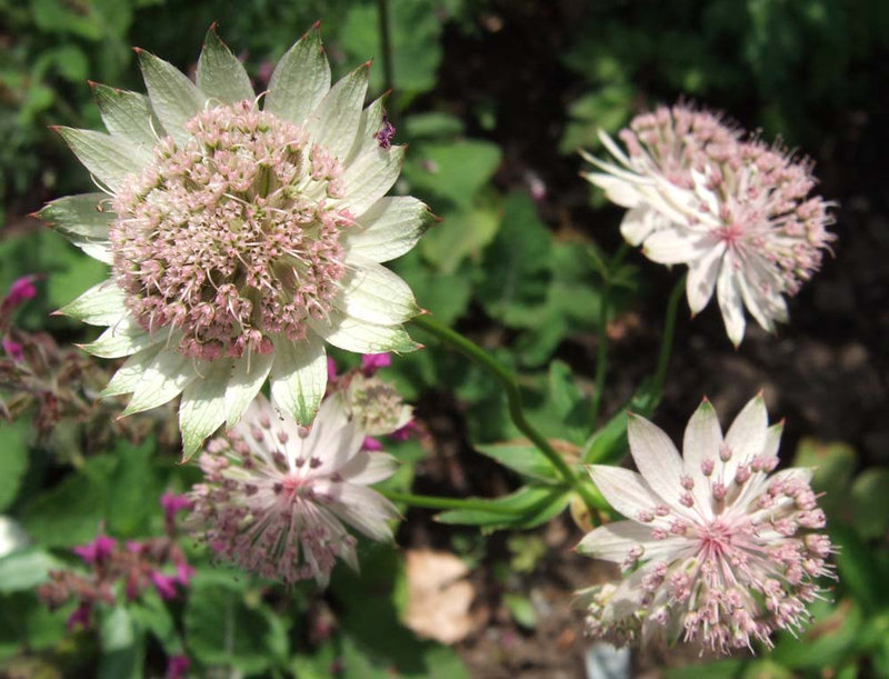 Astrantia 'Buckland'