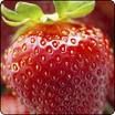 fraise_enceinte