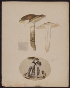 Gillet_Cortinarius_Collinitus_GF