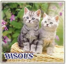 bisous chats