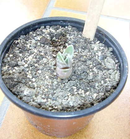 Aloe_variegata