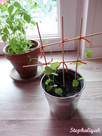 Plants tomates cerises et minis concombres -- 2
