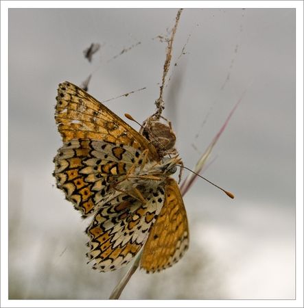 Seneuil_papillon_araignee_2_080509