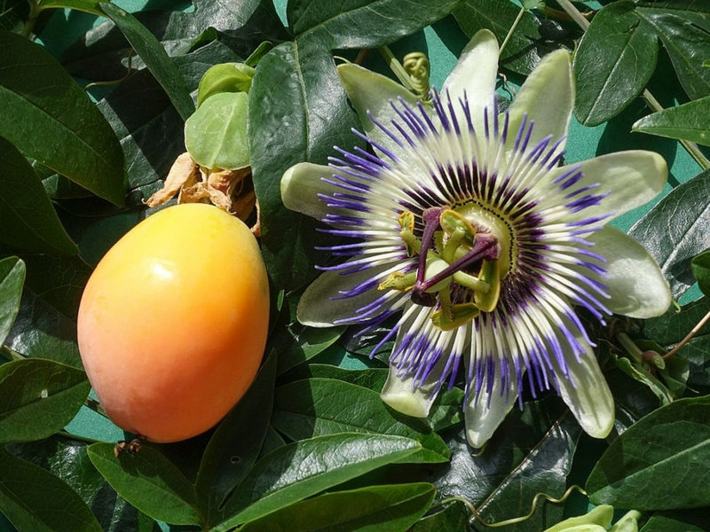 Passiflora-caerulea-Fruit-et-fleur-CC-BY-4