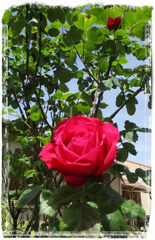 Rose rouge2