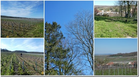 vignes tontes 4 avril 20232