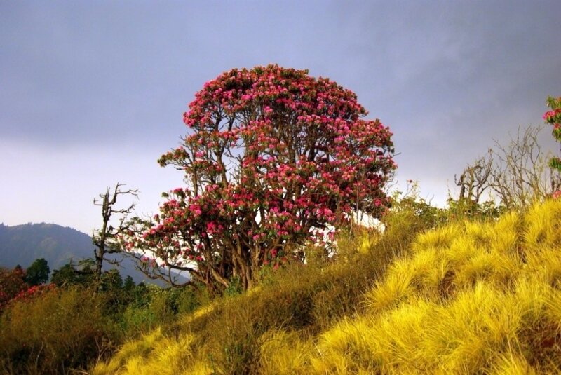 rhododendron-trek-nepal-7