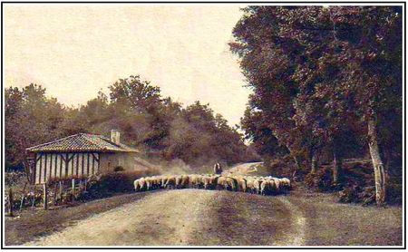 landes-moutons