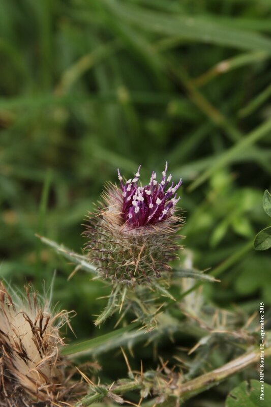 Photo JMP blog fleurs sept 15 - 005